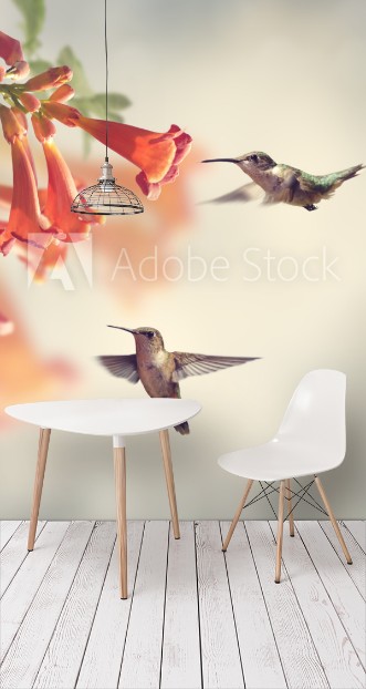 Afbeeldingen van Ruby Throated Hummingbirds